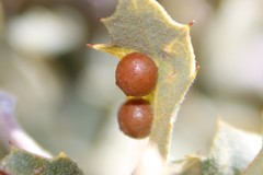 Sphaeroteras pulchripennis