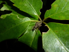 Lyperobates