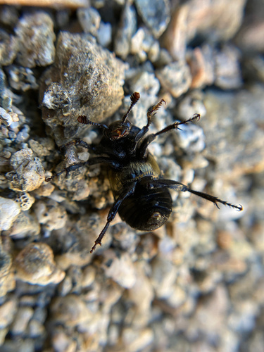 iNaturalist observation photo of Yellow-bellied Burying Beetle
