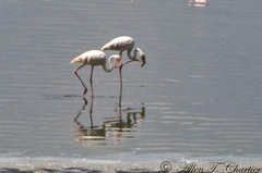 Phoenicopterus roseus