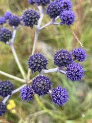 Eryngium junceum