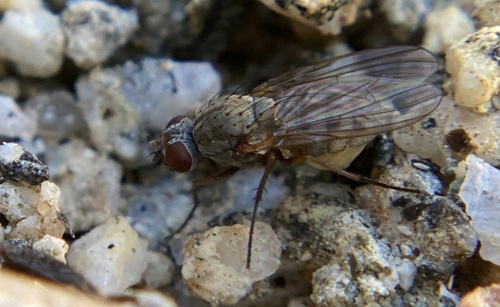 iNaturalist observation photo of Muscoid Flies