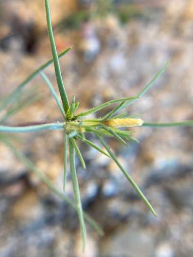 iNaturalist observation photo of Jones' Linanthus