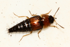 Tachyporus dispar