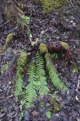 Polystichum setigerum