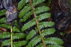 Polystichum setigerum