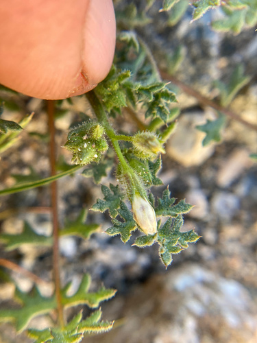 iNaturalist observation photo of Star Gilia