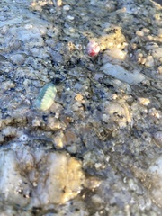Tripoplax regularis