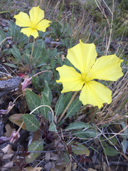 Oenothera brachycarpa
