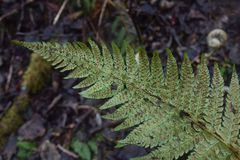 Polystichum setigerum