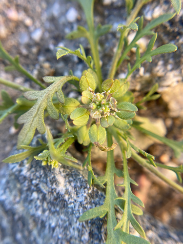 iNaturalist observation photo of Hairypod Pepperweed