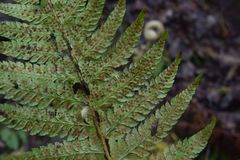 Polystichum setigerum