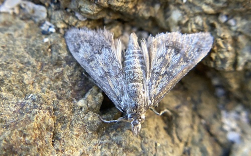 iNaturalist observation photo of Crambid Snout Moths