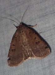 Abagrotis cupida