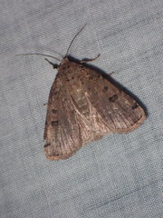 Abagrotis cupida