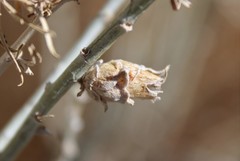 Rhopalomyia ericameriae