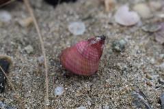 Micrelenchus purpureus