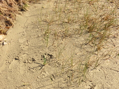 Juncus breweri