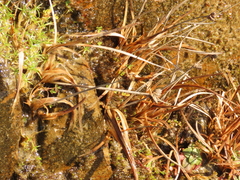 Juncus falcatus