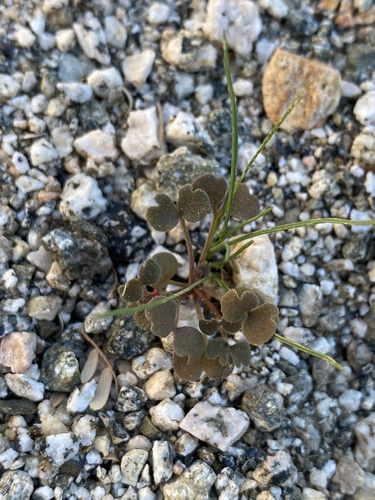 iNaturalist observation photo of Fairy Mist