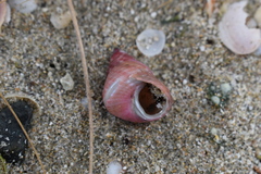 Micrelenchus purpureus