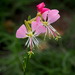 Oenothera nealleyi - Photo (c) Susan Elliott,  זכויות יוצרים חלקיות (CC BY-NC), הועלה על ידי Susan Elliott