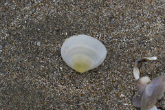 Pseudarcopagia disculus