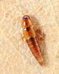 Tachyporus nitidulus