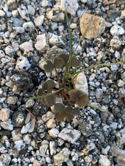 Pterostegia drymarioides