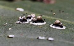 Pseudozaphanera wariensis