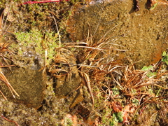 Juncus falcatus