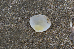 Pseudarcopagia disculus