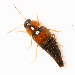 Tachyporus maculicollis
