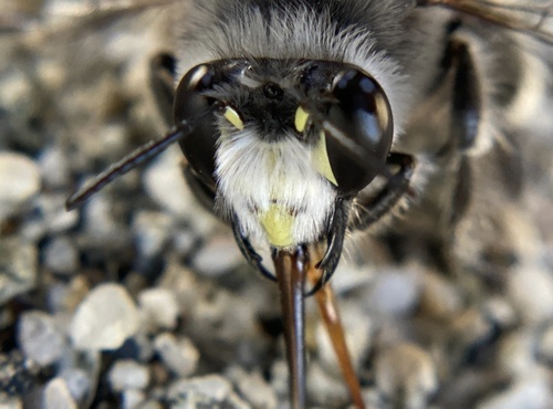 iNaturalist observation photo of Common Digger Bees