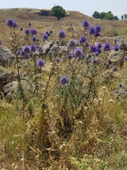 Echinops adenocaulos