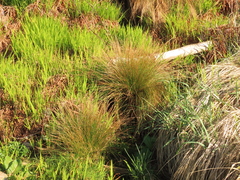 Juncus hesperius