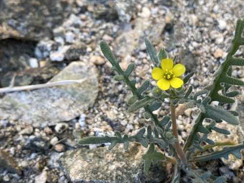 iNaturalist observation photo of Whitestem Blazingstar