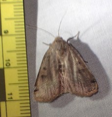 Abagrotis cupida