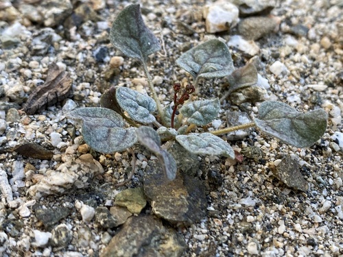 iNaturalist observation photo of Thomas's Wild Buckwheat