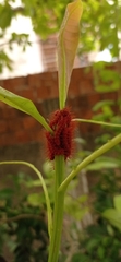 Lepidoptera