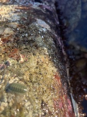Tripoplax regularis