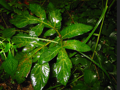 Angelica decursiva
