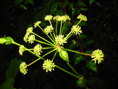 Angelica decursiva