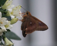 Hasora badra