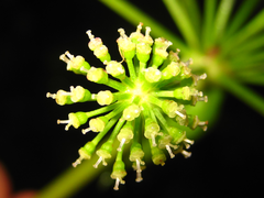 Angelica decursiva