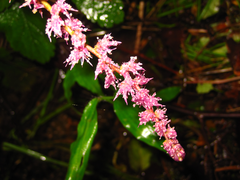 Astilbe rubra