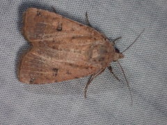 Abagrotis cupida