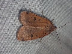 Abagrotis cupida