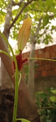 Lepidoptera