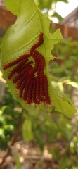 Lepidoptera